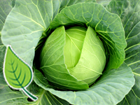 Pete's Greens Cabbage 