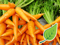 Killdeer Farm Carrots