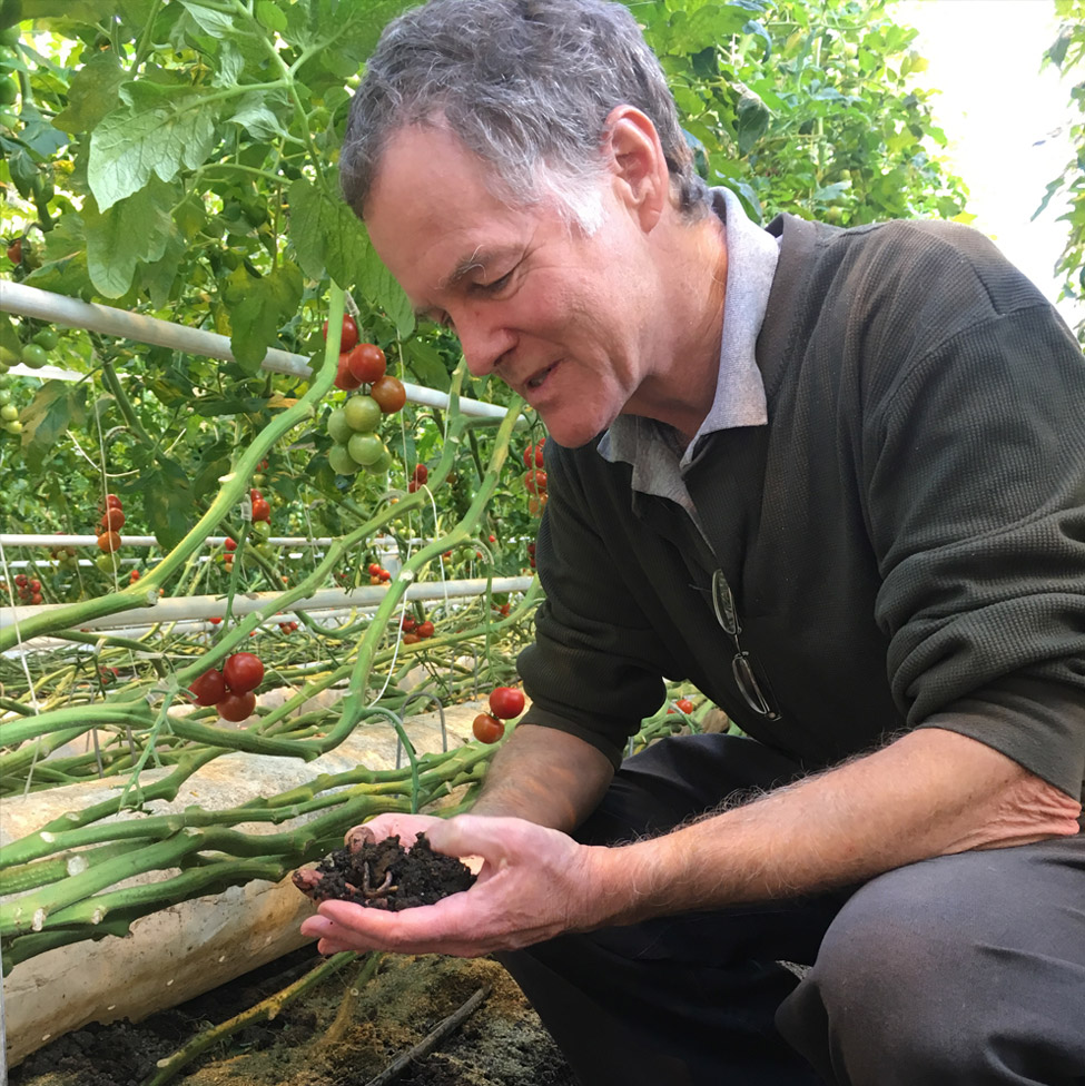 Man kneeling down holding dirt in his hands with tomatoes in background