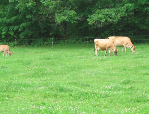 A Win for Local Food: Sweet Cow to Scale Up Production