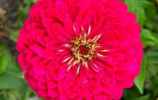 Closeup photo of red flower on background of green leaves at Norwich Community Garden