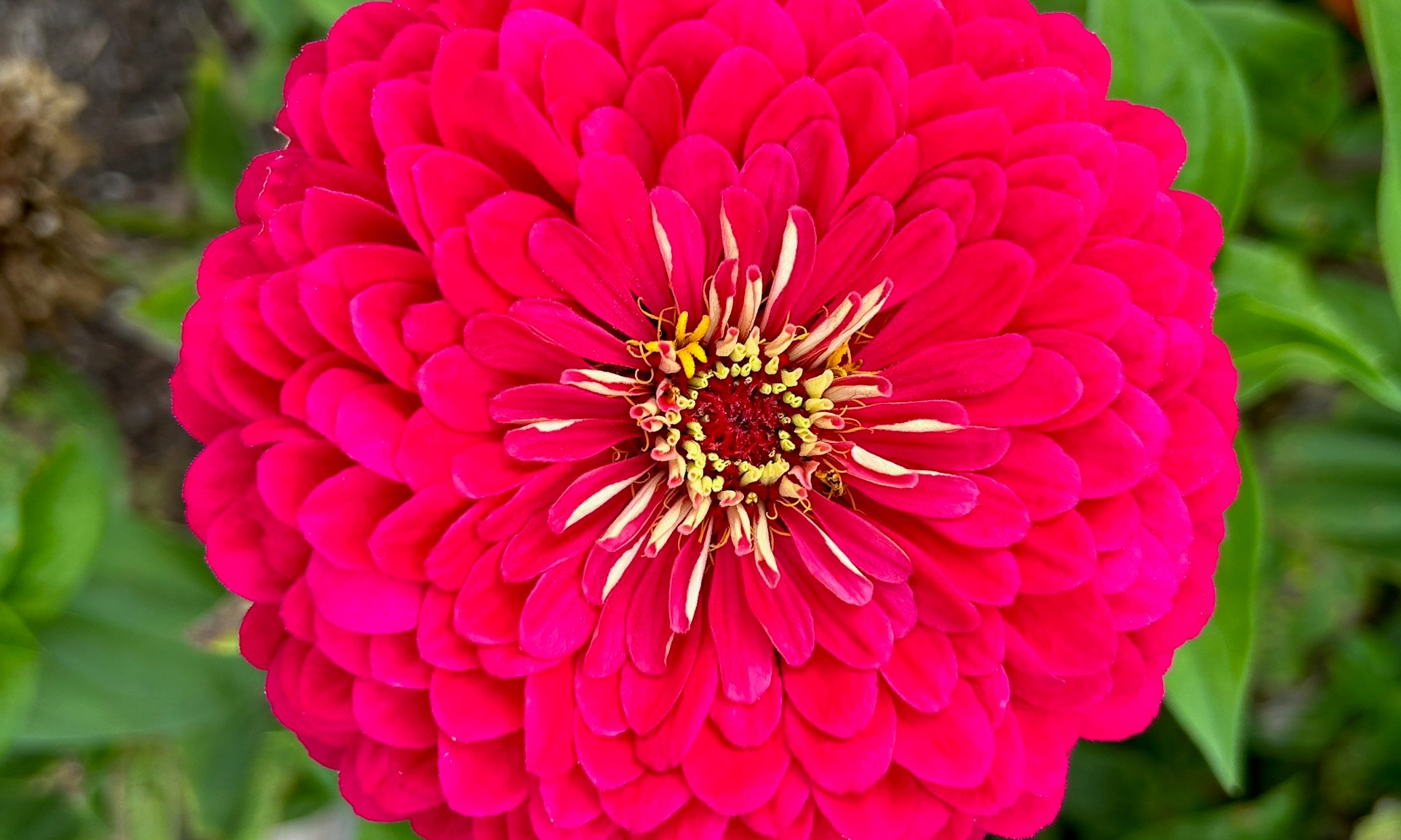 Closeup photo of red flower on background of green leaves at Norwich Community Garden