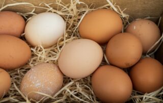 Photo of eggs on straw