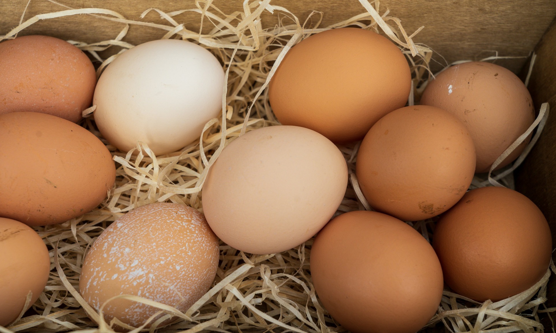 Photo of eggs on straw