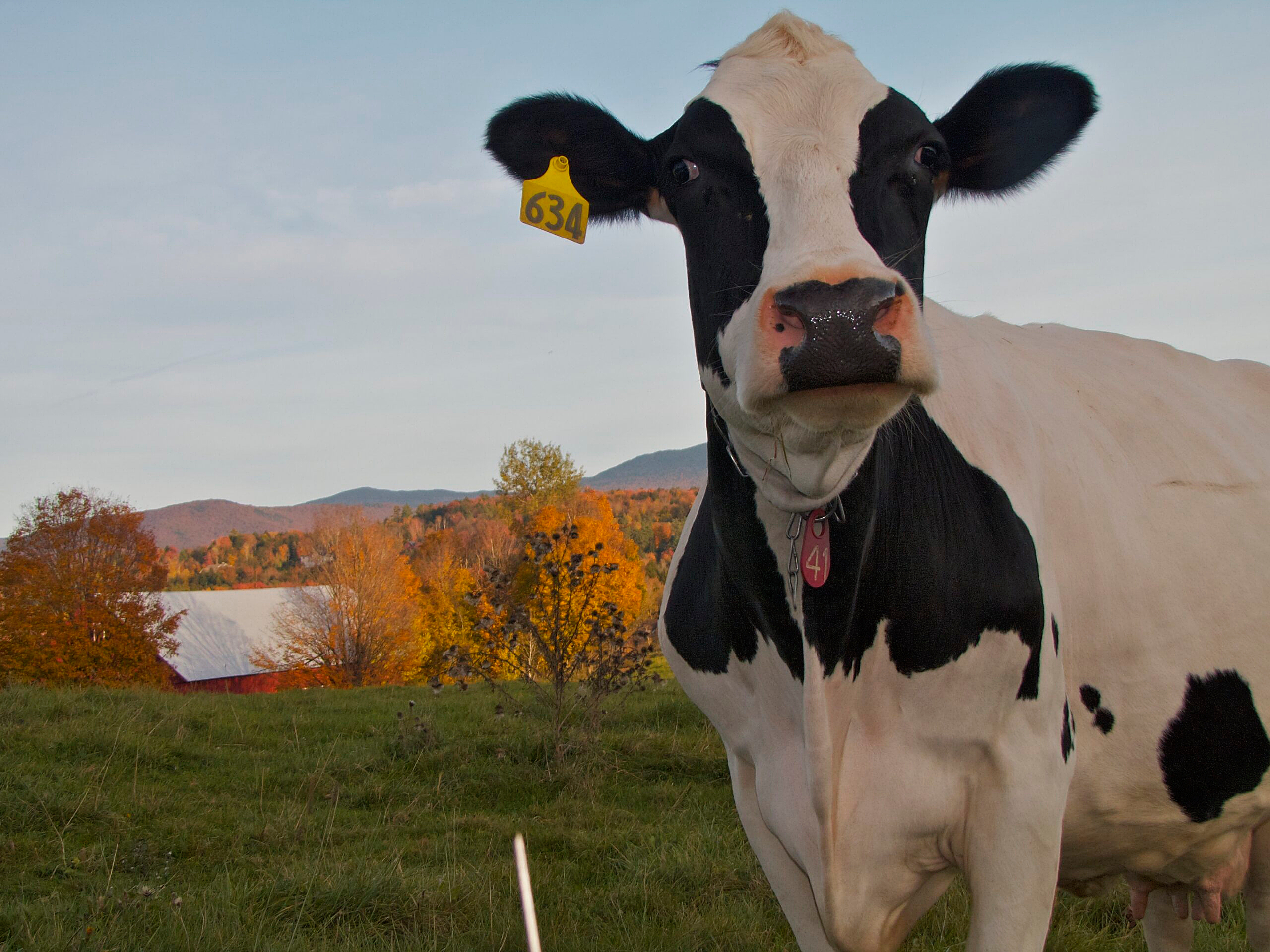 Curious cow on a Vermont dairy farm. Photo by Scott Teresi. https://www.flickr.com/photos/scott-teresi/7391832092
