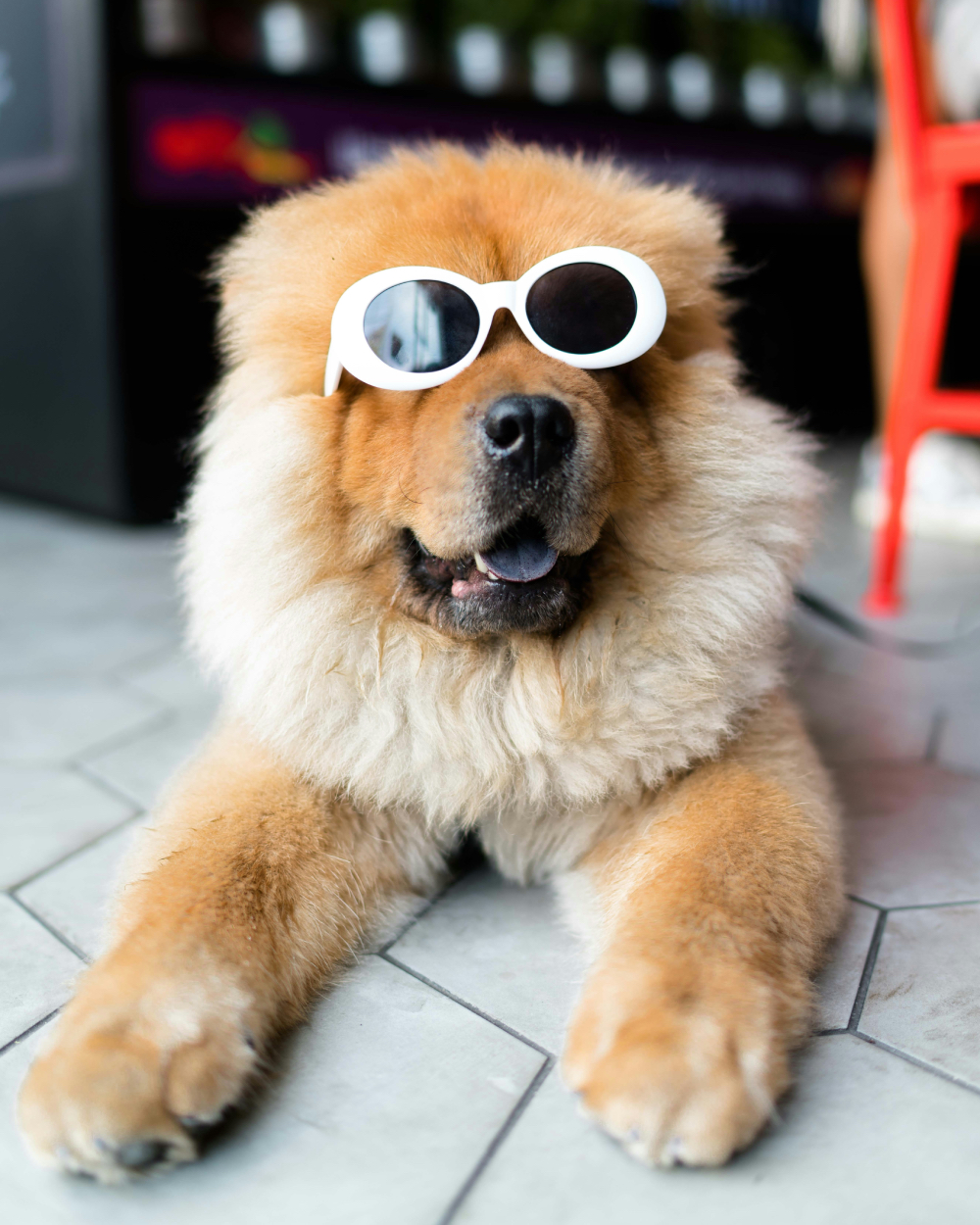 Photo of cute very furry dog in sunglasses on kitchen floor