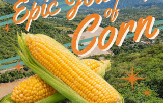 Photo illustration of corn on a field