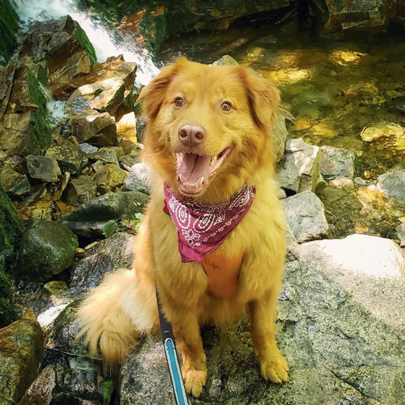 rusty_the_dog Photo of super cute dog with bandana outside in the sun
