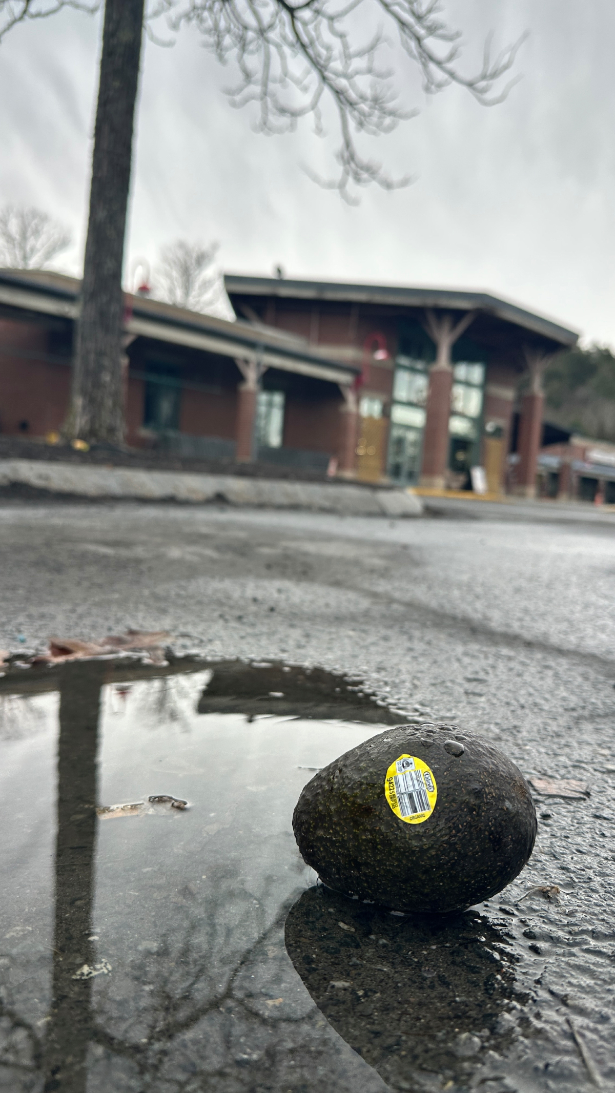 Photo of Co-op avocado in the parking lot of Lebanon Co-op Food Store